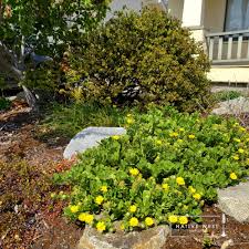 Image result for Vandellia subracemosa