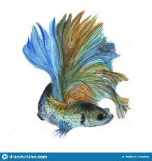 Watercolor Betta Fish Fish Illustration Illustration Stock Illustration