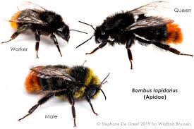 Image result for Bombus lapidarius