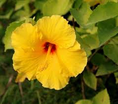 Image result for Hibiscus panduriformis