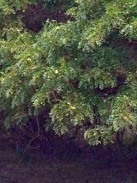 Image result for Dialium schlechteri