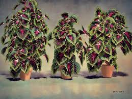 Image result for Coleus guerkei