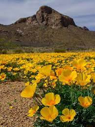Check out our full catalog at beasflowersandgifts.com. Poppies In Bloom In Franklin Mountains Kfox