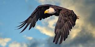 Bald Eagle Walk