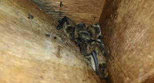 Maybe you would like to learn more about one of these? Milwaukee Bat Removal Signs You May Have A Bat Problem