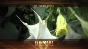 Biografías históricas es una sección donde publicamos la vida de personajes que marcaron la historia y hechos históricos que marcaron la vida de ciertos. Burundanga Que Es Como Se Administra Y Que Efectos Puede Causar Al Organismo Youtube