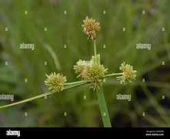 Image result for Cyperus difformis