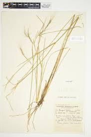 Image result for Aristida stipitata