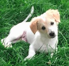 We did not find results for: Top 18 Jack Russell Terrier Mixes Best Puppy For Your Home