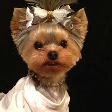 151 Extremely Cute Yorkie Haircuts For Your Puppy