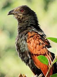 Bird Hitting Window Omen The Crow Pheasant Bringer Of Auspicious Omens Birds Animals Wild Nature