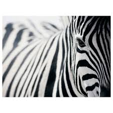 Ikea Us Furniture And Home Furnishings Zebra Pictures Zebra Canvas Zebra Painting