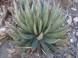 Image result for Gunillaea