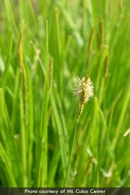 Image result for Carex angolensis