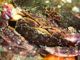 Image result for Crabbea nana