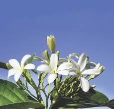 Image result for Holarrhena