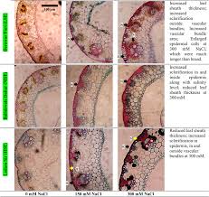 Image result for Sporobolus ioclados