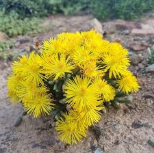 Image result for Hereroa