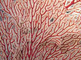 White crystal coral reef decor, polyester coral object, coral stone sculpture, luxury home decor objects, coral stone decor miniature. Red And White Coral Reef Background Red And White Tropical Coral Reef Texture B Sponsored Sponsored Ad White Tr White Coral Coral Reef Red And White