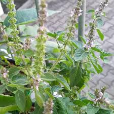 Image result for Ocimum angustifolium