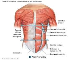 Below are the muscles in the torso and on the back that you need to be aware of. Breath Voicescienceworks