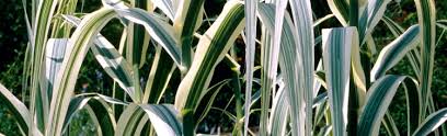 Image result for Arundo