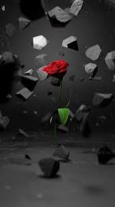 Setelah itu wallpaper dinding, gambar wallpaper background keren, wallpaper animasi, background lucu, wallpaper andorid, wallpaper hp, gambar wallpaper , foto wallpaper , wallpaper unik ini. Red Rose 3d Walpaper Wallpaper Download Mobcup Nature Iphone Wallpaper Rose Wallpaper Red Roses Wallpaper