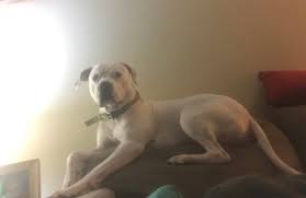 Paw plans provide your pet with preventive care to ensure a safe and happy life. Marklind Veterinary Clinic 1515 E Markland Ave Kokomo In 46901 Yp Com