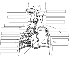 Anatomy Respiratory System Respiratory System Respiratory Anatomy