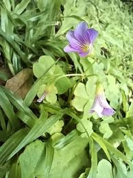 Image result for Mimusops afra