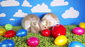 Rabbit Rabbits Easter Egg Colorful Eggs Cute Pets Animal Animals Stock Footage Ad Egg Colorful Eggs Rabbit Cute Animals Easter Eggs Animal Gifs