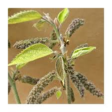 Image result for Broussonetia papyrifera