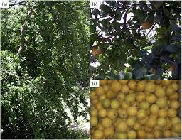 Image result for Dovyalis afra