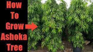 Pin On Ashoka Tree