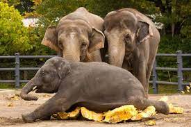Elephants Pumpkins Google Search Zoo Photos Elephant Elephant Love