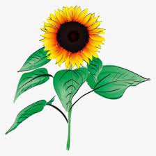 Download gratis wallpaper bunga bergerak & lainnya. Sunflowers Clipart Bunga Matahari Gambar Vektor Bunga Matahari Sunflower Images Flower Clipart Flower Clip