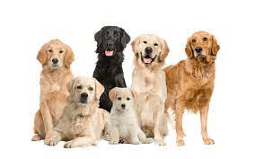 We did not find results for: The Truth About Goldador Dogs Golden Retriever Lab Mix