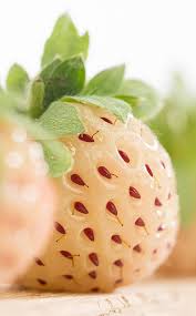 Fragaria Ananassa Snow White Pineberry Fraise Blanche Fraise Blanche Fraise Fraisier