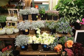 Maybe you would like to learn more about one of these? Seattle Wholesale Grower S Market Rain Or Shine Guides