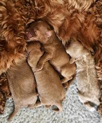 What we do at interior secrets is offer you plenty of choices online of our affordable modern range of round glass top dining table designs in 4 seater. The Australian Labradoodle Posts Facebook