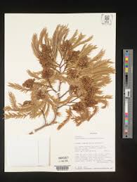 Image result for Brachystegia glaucescens