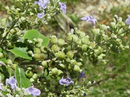 Image result for Vitex trifolia