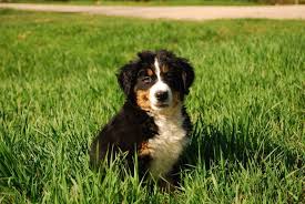 Die widerristhöhe liegt beim rüden zwischen 64 wesen: Berner Sennenhund Charakter Und Wesen Was Macht Den Berner Sennenhund Aus Bernersennenhund De