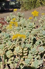 Image result for Sedum