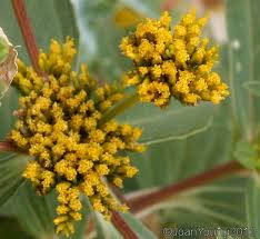 Image result for Flaveria bidentis