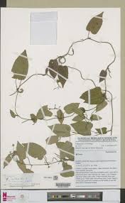 Image result for Neoboutonia melleri