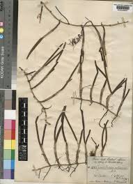 Image result for Cymodocea rotundata