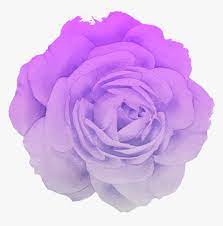 We did not find results for: Flower Rose Blume Purple Pastel Pink White Trend Aesthetic Purple Flower Png Transparent Png Transparent Png Image Pngitem
