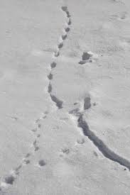 Labyrinth with tracks of animals. Meadow Vole Tracks Naturally Curious With Mary Holland