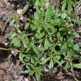 Image result for Gisekia africana